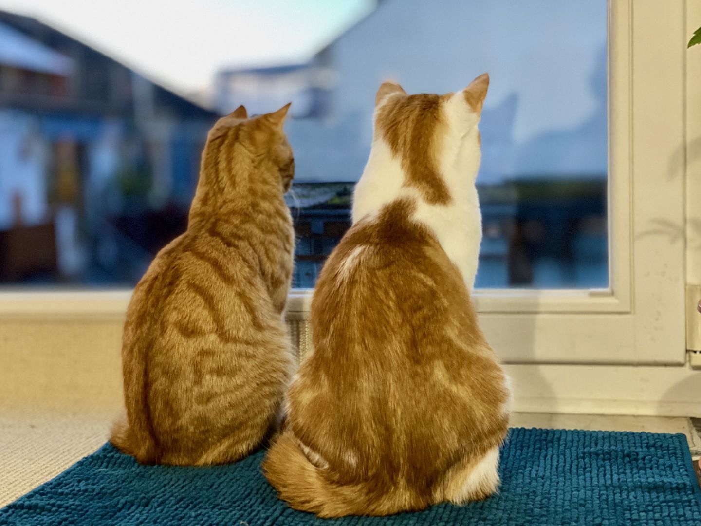 Two ginger cats looking out the window