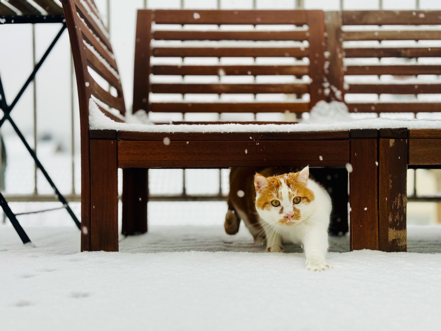 A ginger cat walking carefully towards the camera from under a garden seat trhough the snow