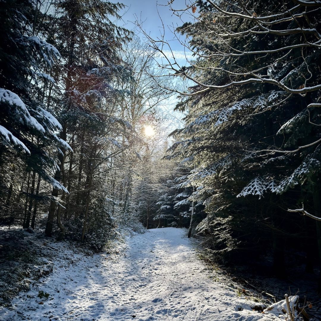 Ein schneebedeckter Weg, der durch einen Wald führt. Er wird von Nadelbäumen flankiert. Das Sonnenlicht scheint durch die Äste hindurch, der blaue Himmel ist wolkenfrei und klar.